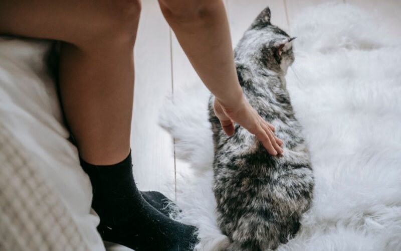 Crop unrecognizable female with bare legs sitting on bed and caressing fluffy cat lying on white carpet in light bedroom