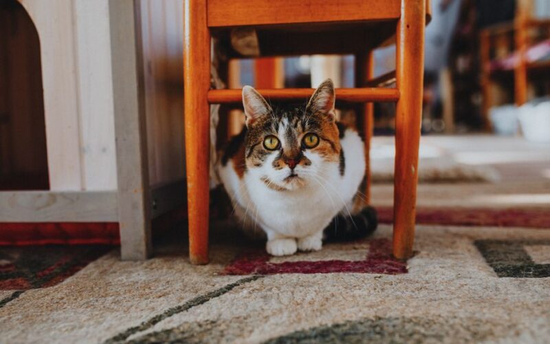 Charming calico cat lounging under a wooden chair on a patterned rug indoors.
